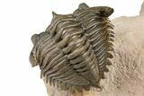 Metacanthina Trilobite With Reedops - Lghaft, Morocco #368572-5